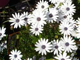 daisies white