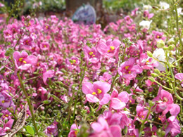 pink blooms